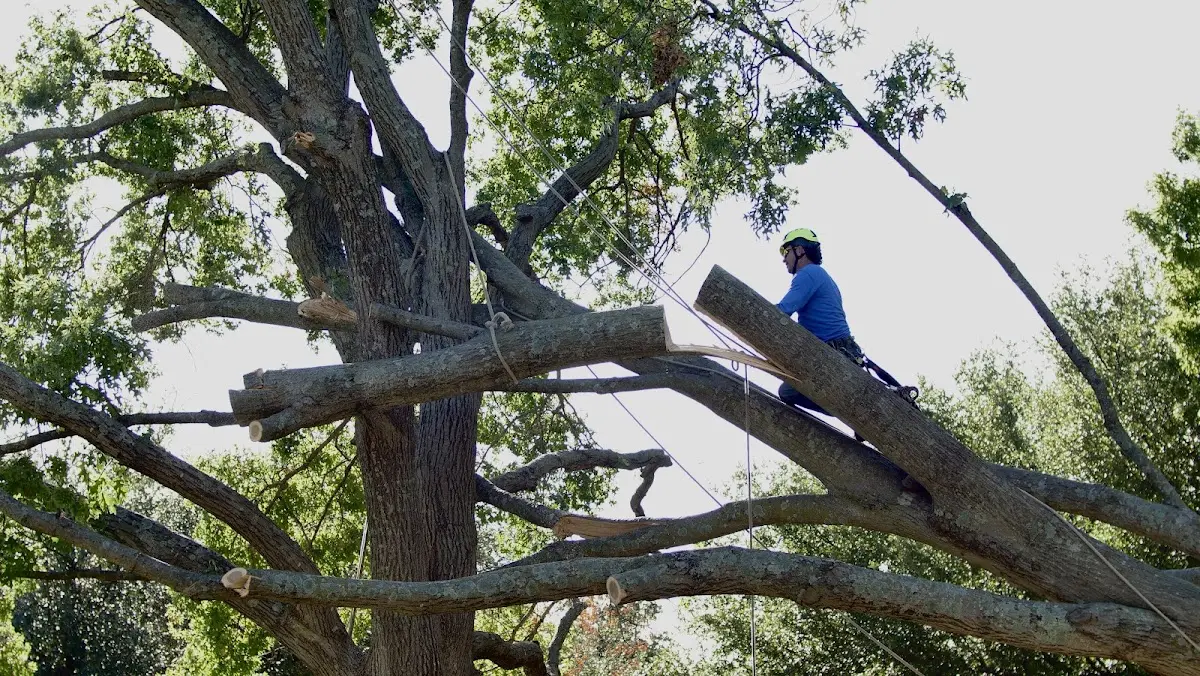 Professional Crown Thinning performed by certified arborists in Tarboro